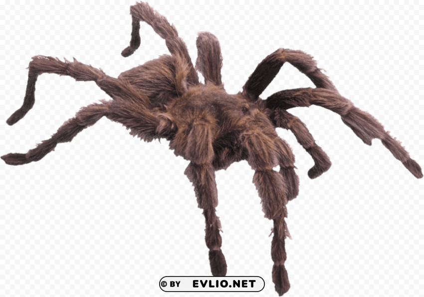 Hairy Brown Spider PNG Graphic With Transparent Isolation