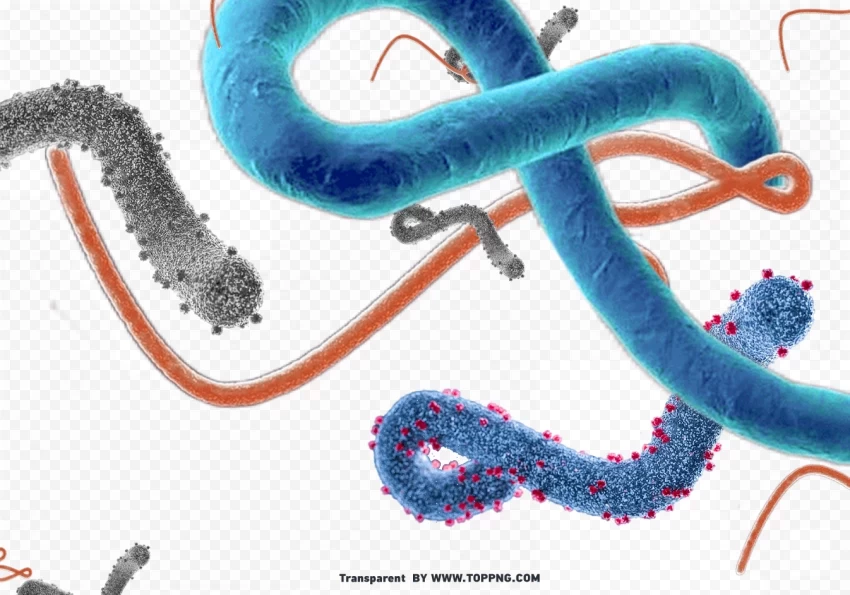 Marburg Virus PNG Images With Alpha Transparency Wide Selection