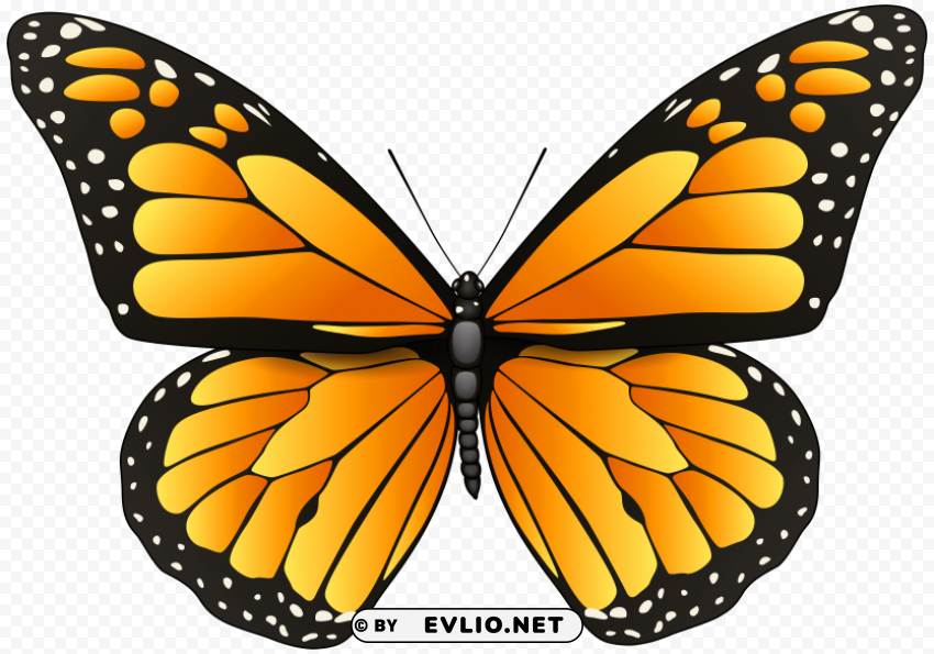 orange butterfly PNG images with clear cutout clipart png photo - 72f87911