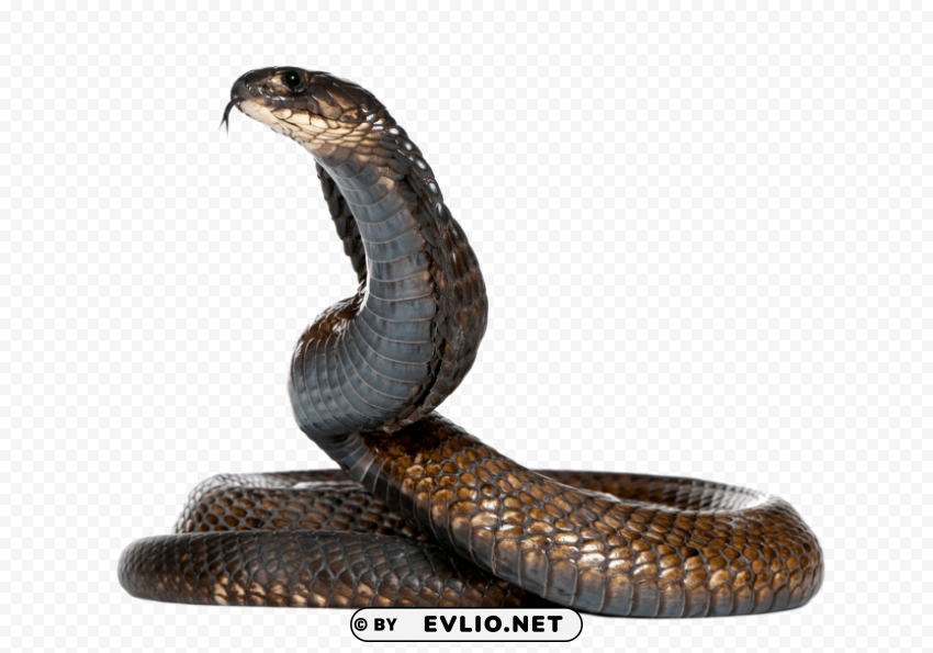 snake Free download PNG with alpha channel