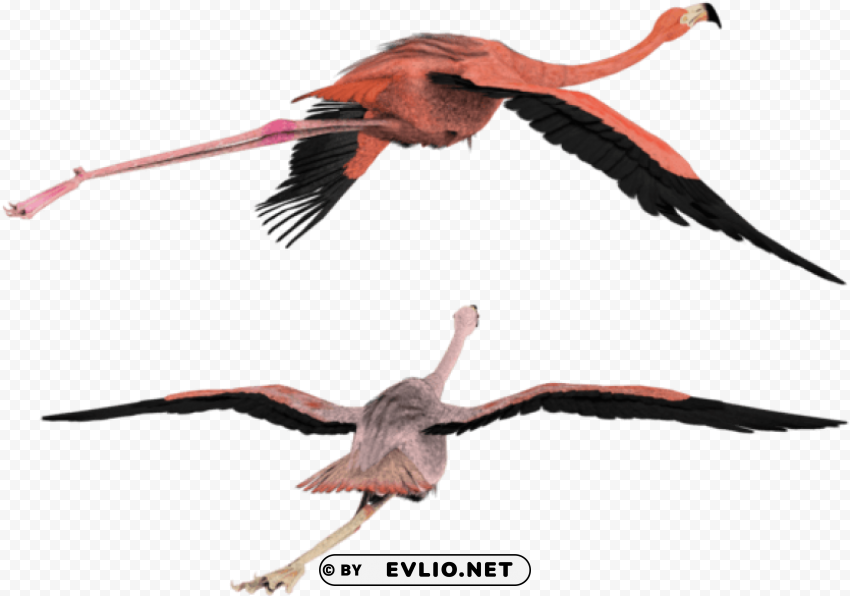 3d flying bird PNG images without restrictions PNG transparent with Clear Background ID 0a825674