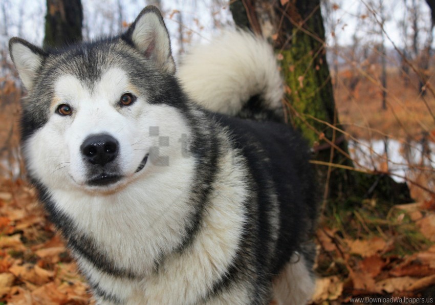 Alaskan Malamute Autumn Dog Wallpaper PNG Images With No Background Assortment