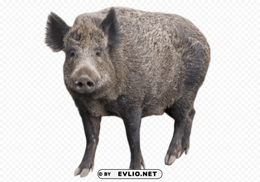 boar with head turned forward Isolated Item on Transparent PNG Format