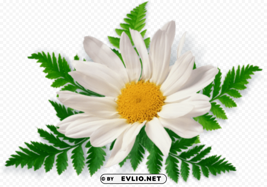 PNG image of camomile free download PNG transparent images mega collection with a clear background - Image ID acfa5916