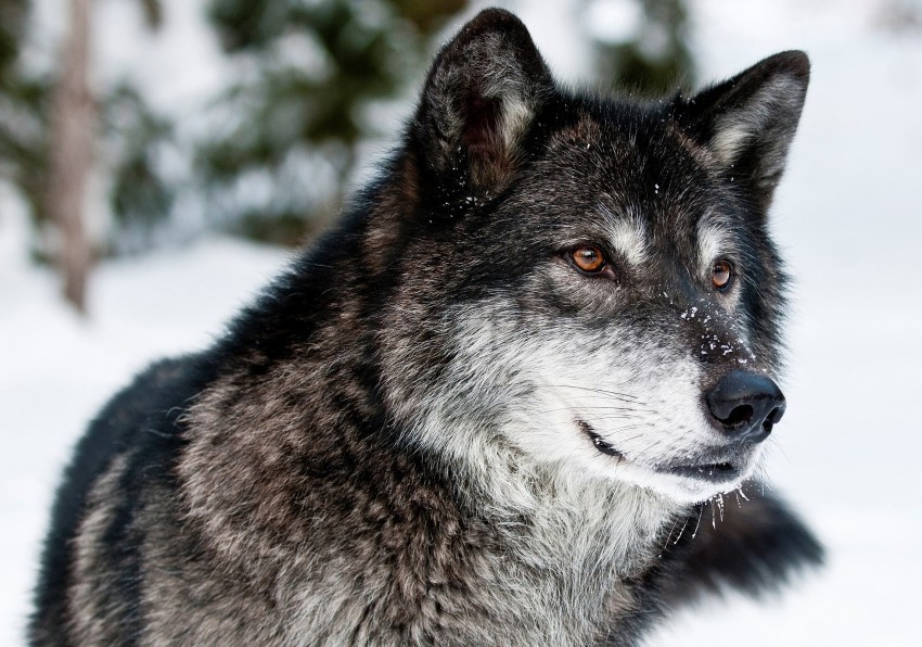 eyes face predator wolf wallpaper PNG transparent photos for presentations