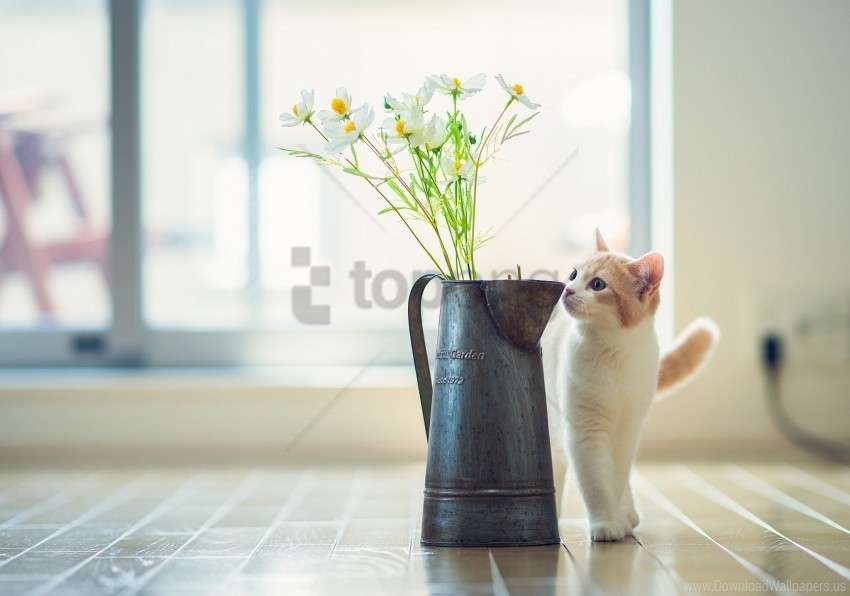 flowers kitten parquet vase wallpaper PNG images free download transparent background