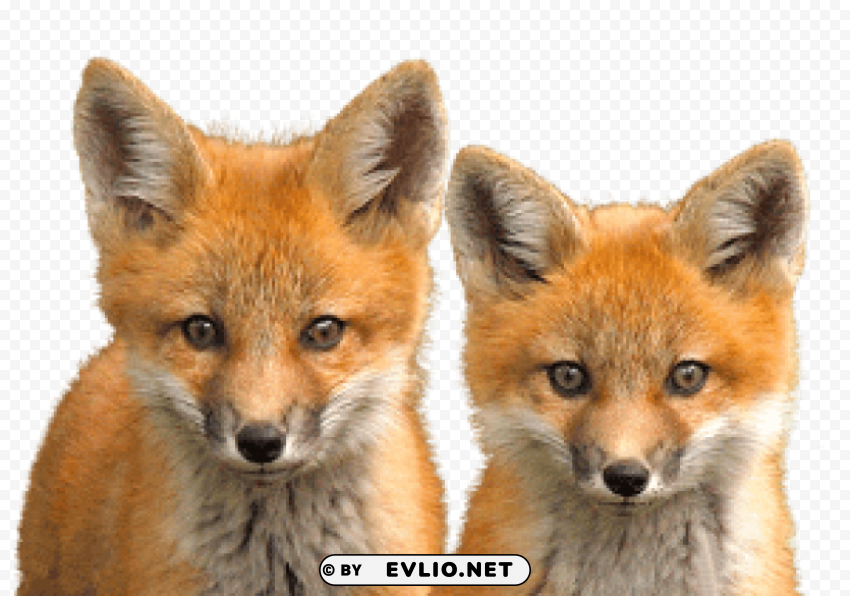 fox Isolated Artwork on Clear Transparent PNG