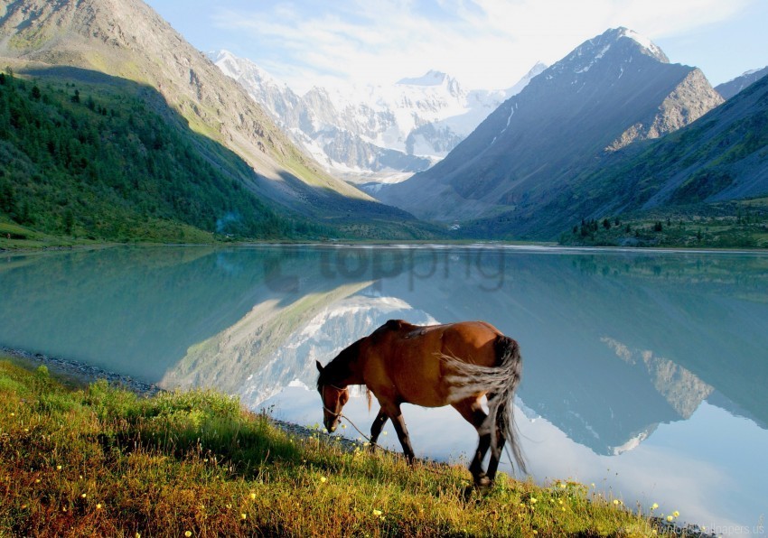 grass horse lake mountain walk wallpaper Isolated Illustration with Clear Background PNG