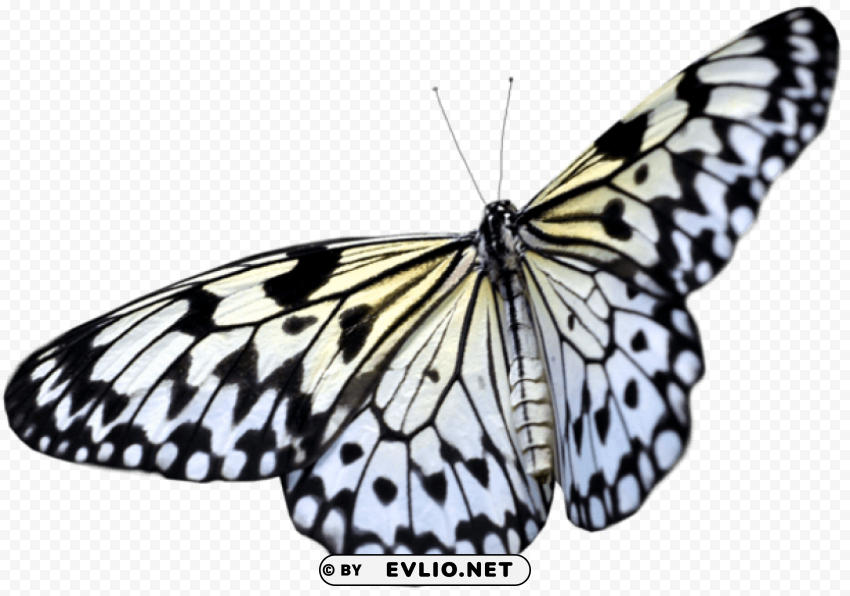 large whitebutterfly Transparent PNG picture clipart png photo - 2c19066f