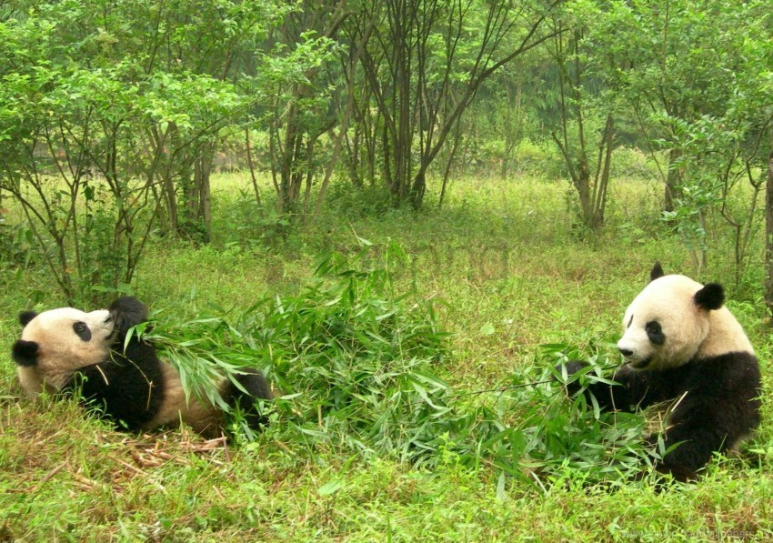 couple food grass panda wallpaper PNG Isolated Subject with Transparency
