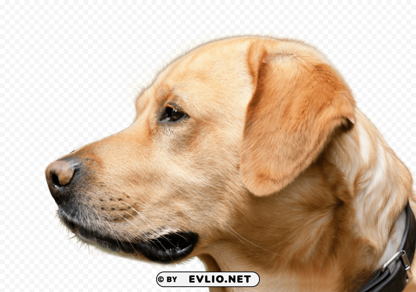 dog looking HighQuality PNG with Transparent Isolation