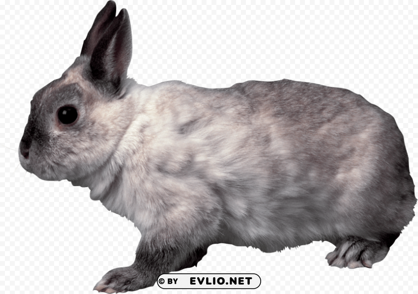 grey rabbit sideview PNG Image Isolated with Clear Transparency