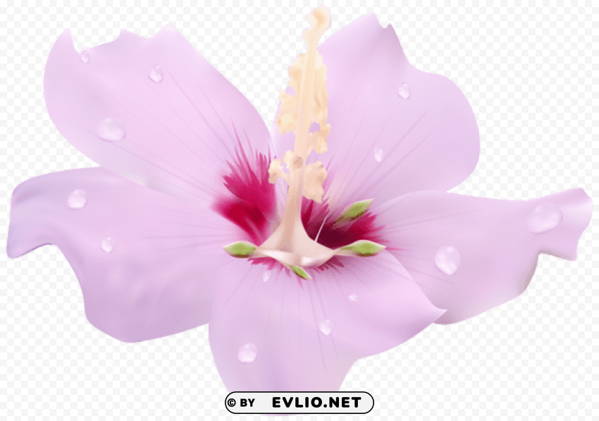 pink hibiscus flower transparent Isolated PNG Object with Clear Background