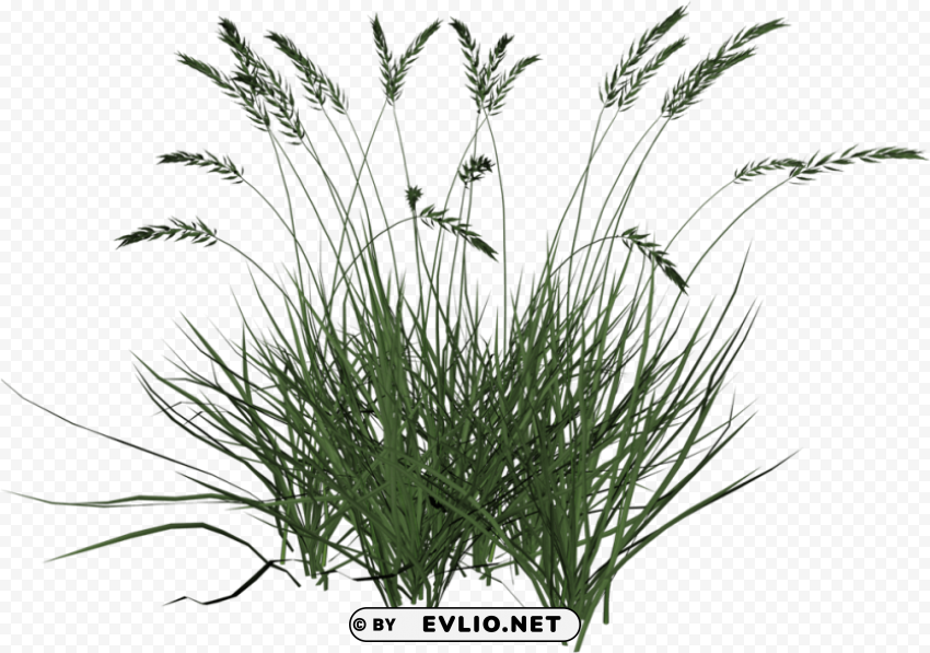 tall grass background HighQuality Transparent PNG Isolated Graphic Element