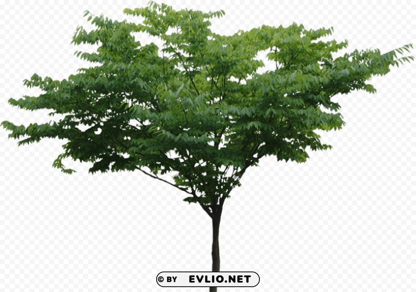 Tree Transparent Background Isolated PNG Design