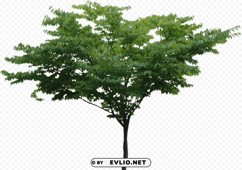 trees hd PNG pictures without background