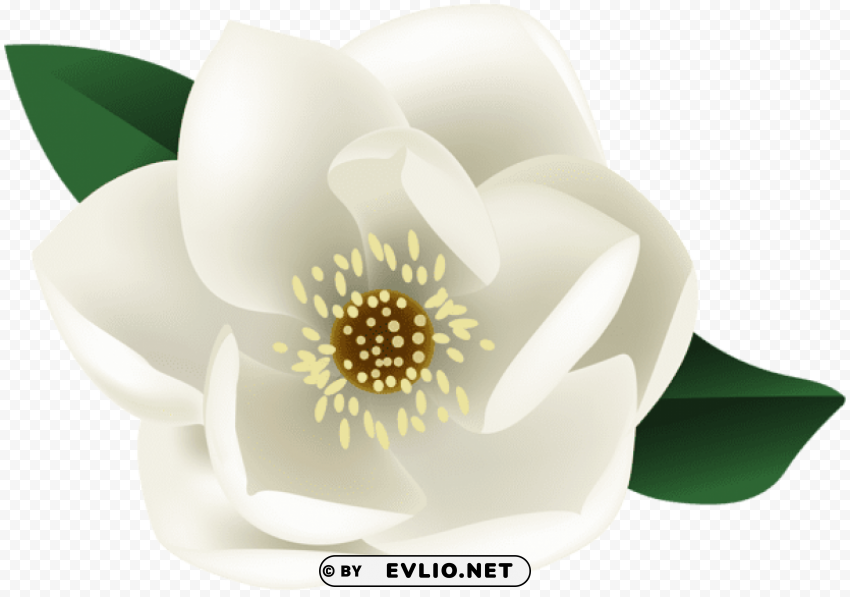white magnolia flower Clear Background Isolated PNG Icon