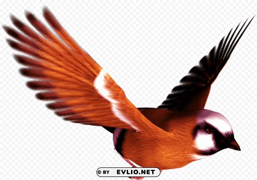 Birds PNG Image Isolated With Clear Background