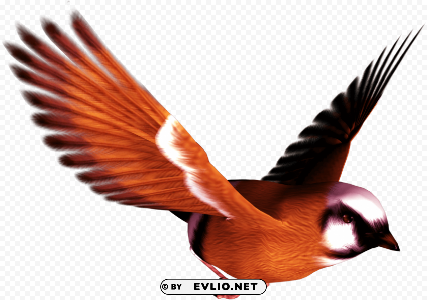 birds PNG Image Isolated with Clear Background