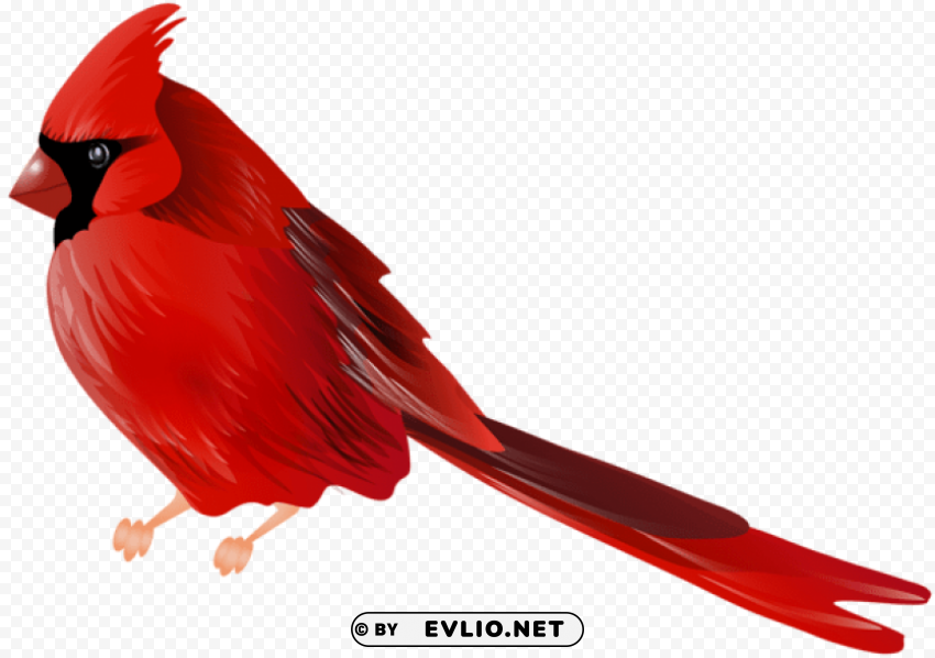 cardinal bird Isolated Artwork on Transparent PNG