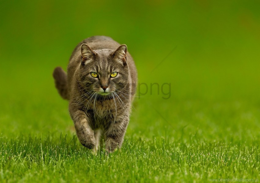 cat grass look walk wallpaper Free PNG images with alpha transparency