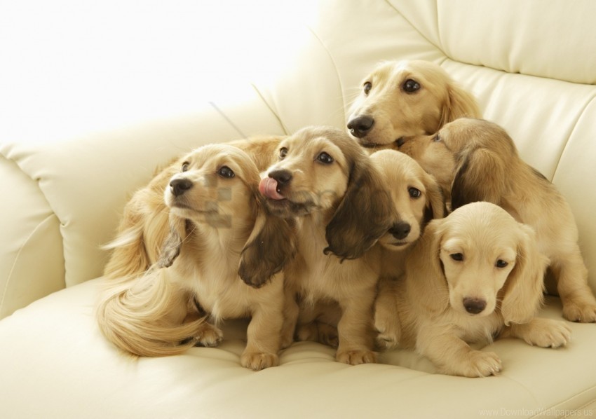 down many muzzle puppies wallpaper Transparent graphics PNG