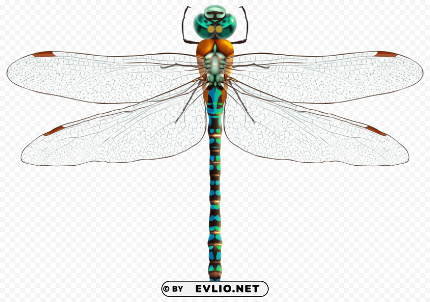 Dragonfly PNG Images With Alpha Transparency Selection