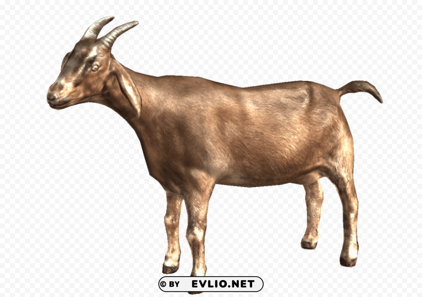 goat Transparent PNG images for design