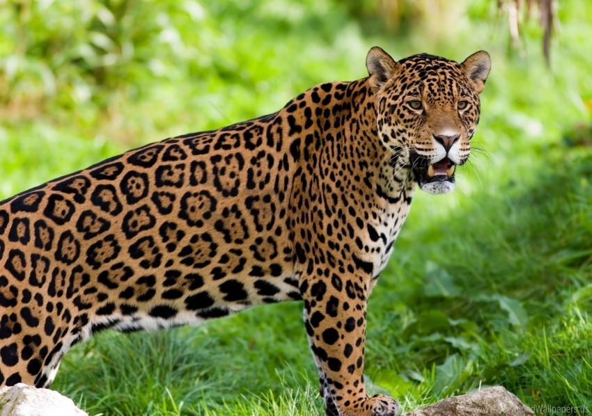 jaguar predator wild cat wallpaper Free PNG images with alpha channel set
