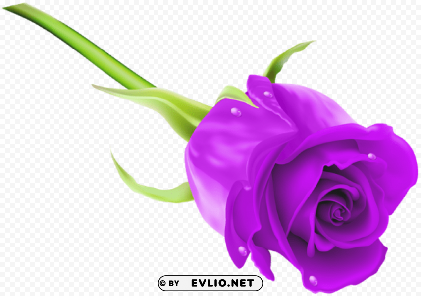 purple rose Transparent PNG images collection