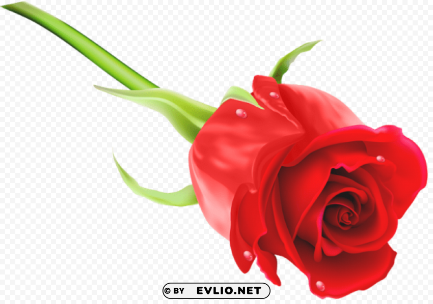 Red Rose Transparent PNG Graphics Bulk Assortment