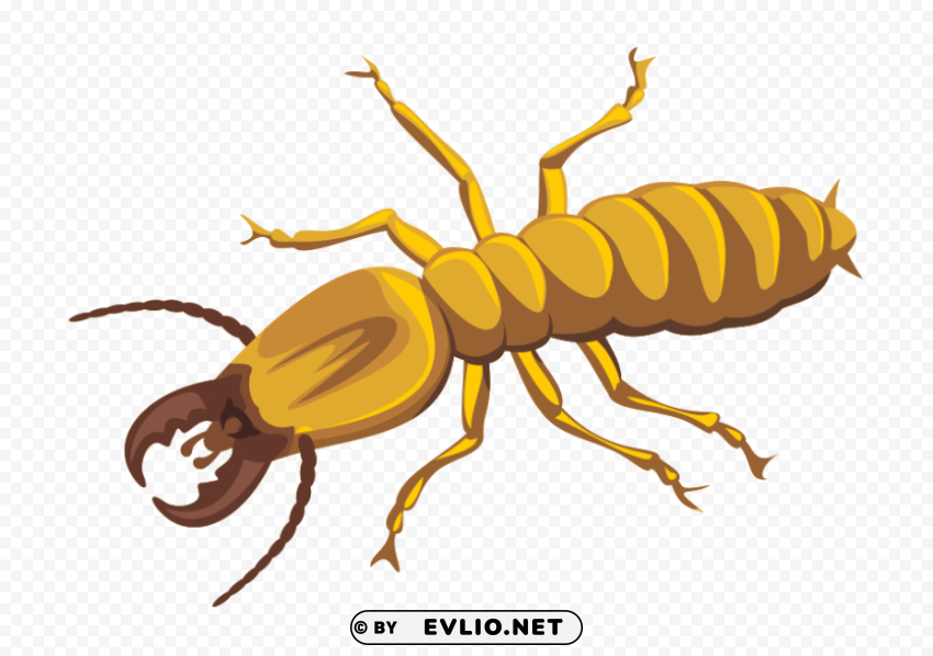 termite Free PNG images with transparency collection