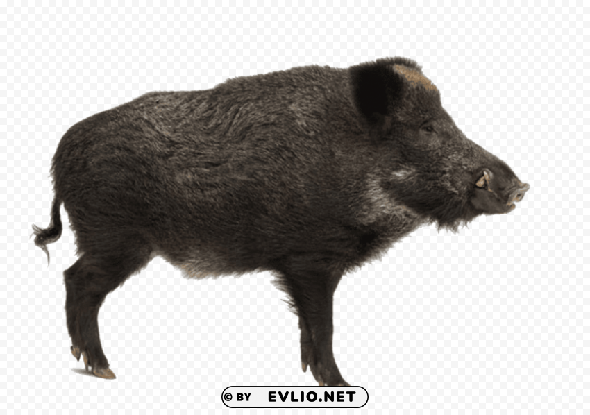 wild boar ClearCut PNG Isolated Graphic