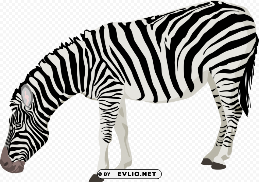 zebra Clear PNG file