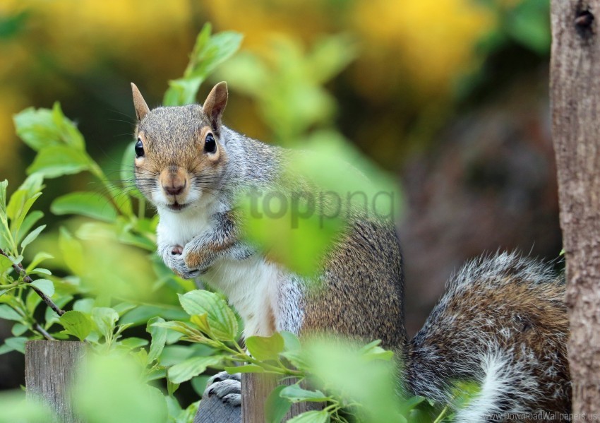 animal foliage squirrel wallpaper Isolated Item on Clear Transparent PNG