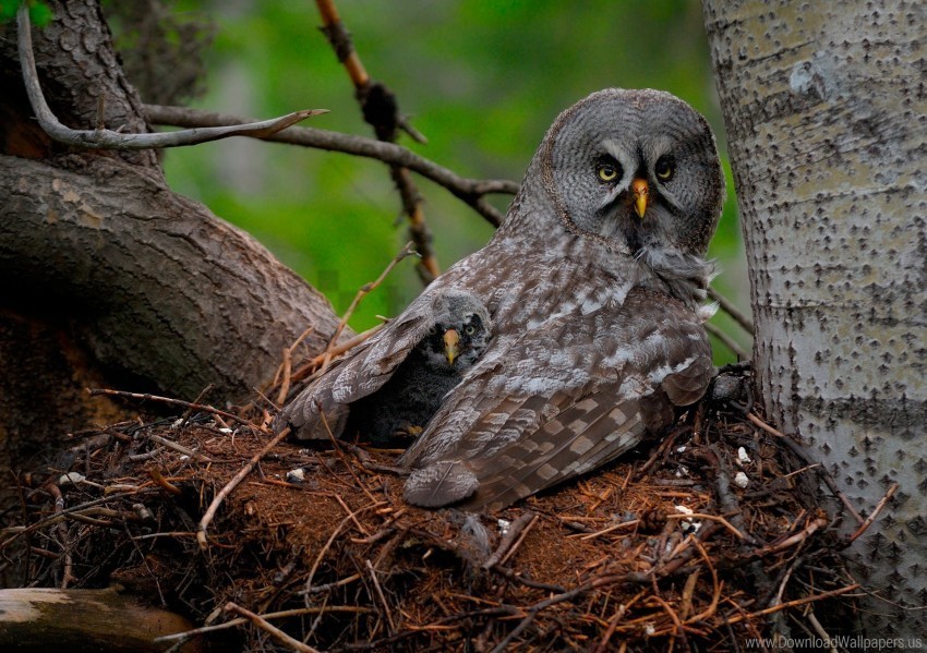 baby chick great gray owl owl predator wings wallpaper PNG Image with Isolated Graphic Element