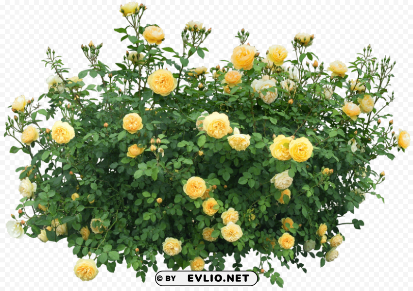 bush with roses High-resolution transparent PNG images variety