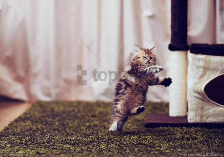 Carpet Kitten Playful Room Running Wallpaper Isolated Artwork On Clear Background PNG