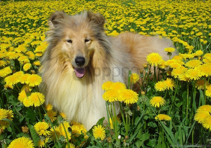 collie dog field flowers wallpaper ClearCut Background PNG Isolated Subject