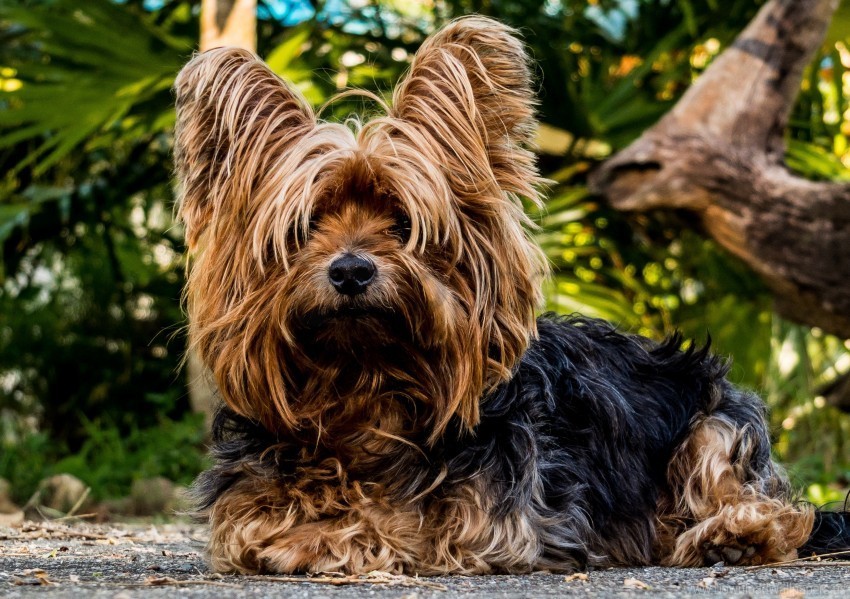 Dog Shaggy Yorkshire Terrier Wallpaper PNG With Transparent Background Free