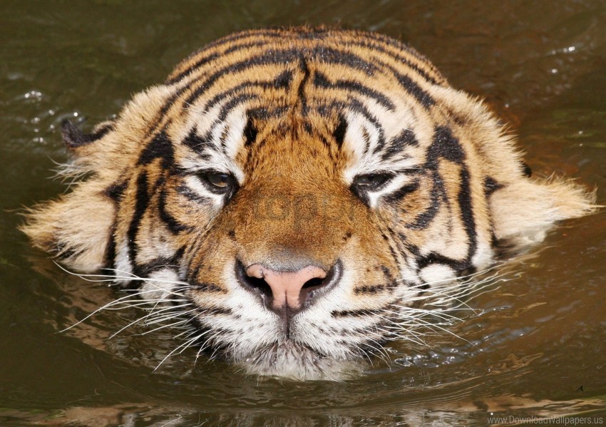 face striped swim tiger wallpaper Clear PNG pictures bundle