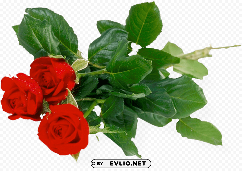 red rose Clean Background Isolated PNG Character