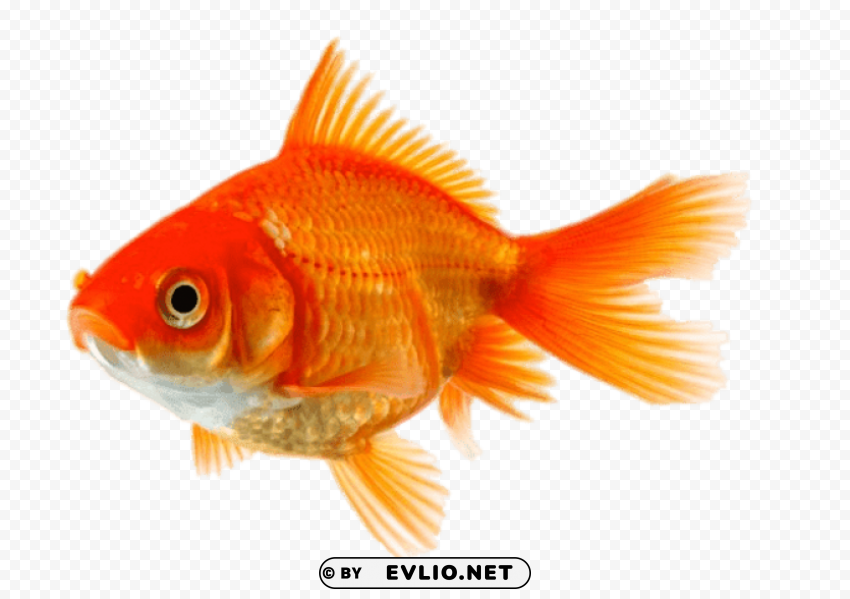 single goldfish Isolated Element on HighQuality Transparent PNG