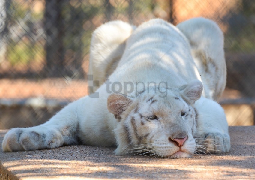 albino baby lies predator tiger wallpaper Clear Background Isolated PNG Icon