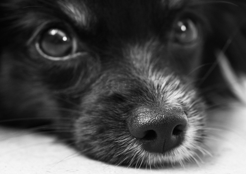 bw dog eyes face wallpaper PNG Graphic with Transparent Background Isolation