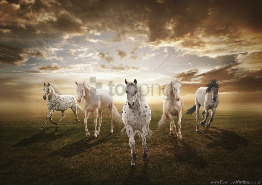 field horses sunset wallpaper PNG without background