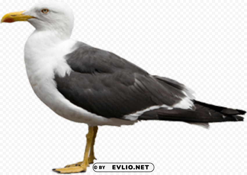 gull Isolated Element in Transparent PNG