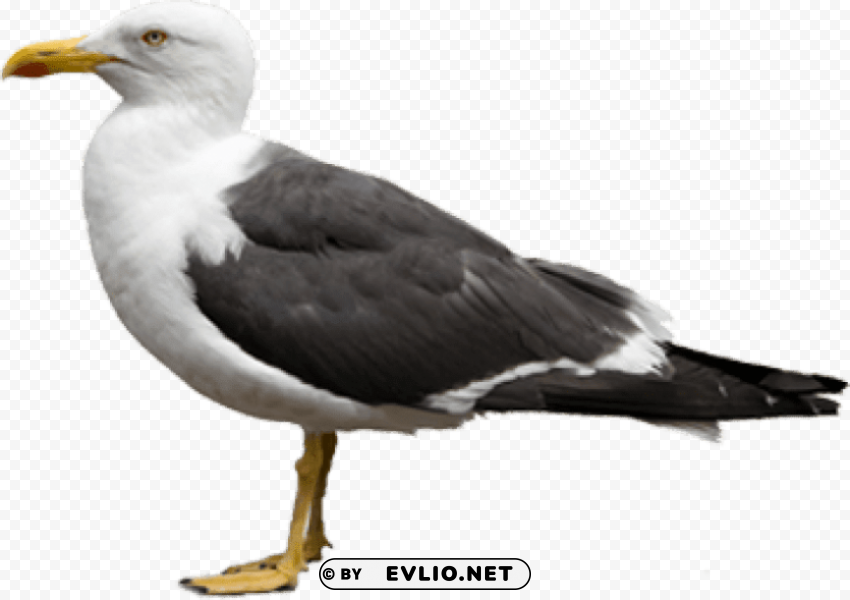 gull s PNG with cutout background