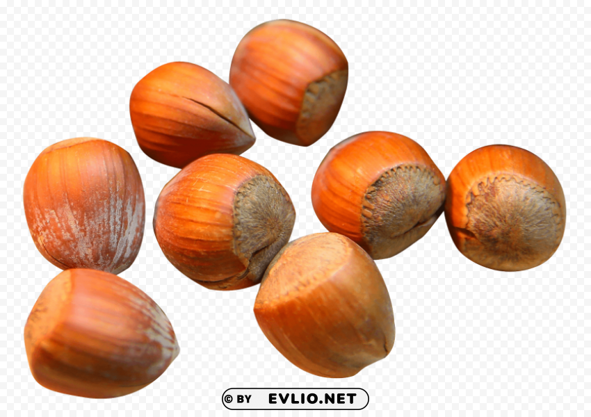 Hazelnut PNG files with no backdrop required