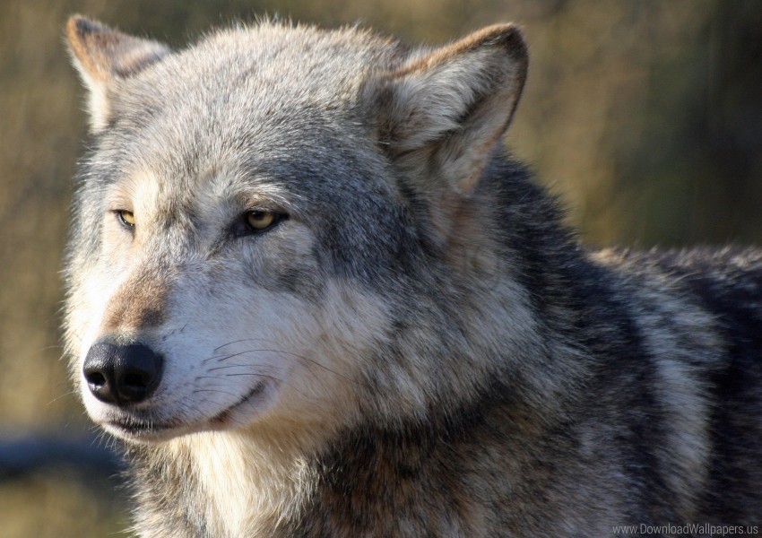 looks predator snout wolf wallpaper PNG transparent graphics bundle